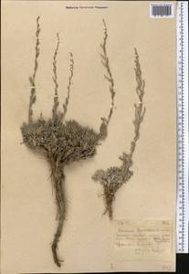 Artemisia herba-alba Asso, Средняя Азия и Казахстан, Западный Тянь-Шань и Каратау (M3)