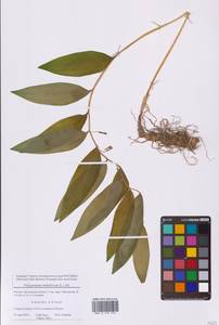 Купена многоцветковая (L.) All., Восточная Европа, Московская область и Москва (E4a) (Россия)