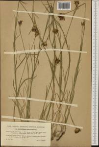 Dianthus pontederae A. Kerner, Западная Европа (EUR) (Чехия)