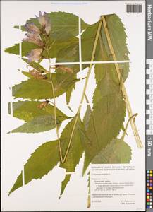Колокольчик широколистный L., Восточная Европа, Центральный район (E4) (Россия)