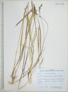 Тростянка жестковолосистая (Thunb.) Tanaka, Сибирь, Дальний Восток (S6) (Россия)