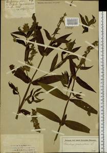 Чистец болотный L., Сибирь, Алтай и Саяны (S2) (Россия)