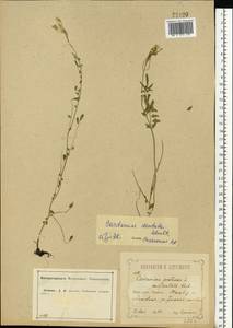 Cardamine pratensis subsp. dentata (Schult.) Celak., Восточная Европа, Центральный лесостепной район (E6) (Россия)