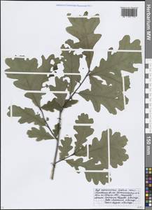 Дуб черешчатый, Дуб обыкновенный L., Восточная Европа, Московская область и Москва (E4a) (Россия)