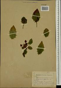 Hieracium lachenalii subsp. cruentifolium (Dahlst. & Lübeck ex Dahlst.) Zahn, Восточная Европа, Центральный район (E4) (Россия)