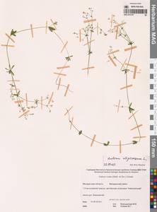 Подмаренник топяной L., Сибирь, Чукотка и Камчатка (S7) (Россия)