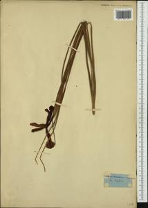 Iris xiphium L., Западная Европа (EUR) (Неизвестно)