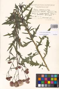 Cirsium arvense var. integrifolium Wimm. & Grab., Восточная Европа, Московская область и Москва (E4a) (Россия)