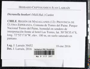 Dicranella hookeri (Müll. Hal.) Cardot, Гербарий мохообразных, Мхи - Америка (BAm) (Чили)