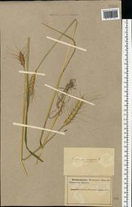 Пшеница летняя, Пшеница обыкновенная L., Восточная Европа, Северный район (E1) (Россия)