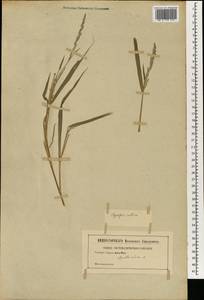 Sporobolus indicus (L.) R.Br., Зарубежная Азия (ASIA) (Неизвестно)