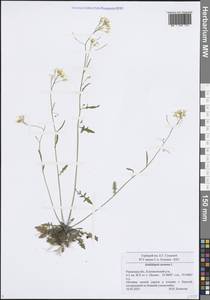 Резушка песчаная, Резуховидка песчаная, Восточная Европа, Центральный район (E4) (Россия)