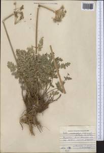 Жабрица заостренная (Schrenk) Pimenov & Sdobnina, Средняя Азия и Казахстан, Северный и Центральный Тянь-Шань (M4) (Казахстан)