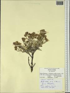 Brachyglottis revoluta (T. Kirk) B.Nord., Австралия и Океания (AUSTR) (Новая Зеландия)