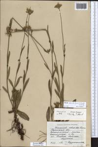 Pilosella echioides subsp. echioides, Восточная Европа, Центральный район (E4) (Россия)