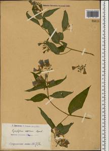 Окопник шероховатый, Окопник жестковолосистый Lepech., Кавказ, Армения (K5) (Армения)