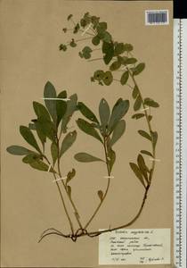 Молочай миндалевидный L., Восточная Европа, Западно-Украинский район (E13) (Украина)