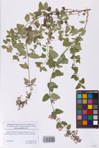 Котовник крупноцветковый M.Bieb., Восточная Европа, Московская область и Москва (E4a) (Россия)