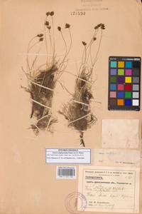 Carex subphysodes Popov ex V.I.Krecz., Средняя Азия и Казахстан, Сырдарьинские пустыни и Кызылкумы (M7) (Узбекистан)