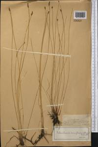 Болотница одночешуйная (Link) Schult., Средняя Азия и Казахстан, Джунгарский Алатау и Тарбагатай (M5) (Казахстан)