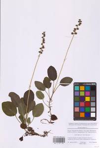 Грушанка малая L., Восточная Европа, Московская область и Москва (E4a) (Россия)