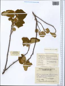 Eriolaena spectabilis (DC.) Planch. ex Mast., Зарубежная Азия (ASIA) (КНР)