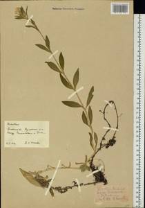 Гвоздика бородатая L., Восточная Европа, Московская область и Москва (E4a) (Россия)