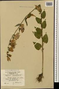 Колокольчик рапунцелевидный L., Кавказ, Южная Осетия (K4b) (Южная Осетия)