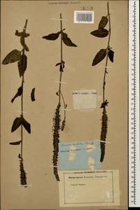 Вероника орхидная Crantz, Кавказ (без точных местонахождений) (K0)