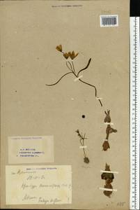 Тюльпан двуцветковый Pall., Средняя Азия и Казахстан, Прикаспийский Устюрт и Северное Приаралье (M8) (Казахстан)
