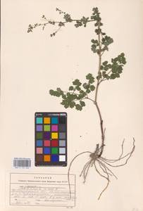 Bасилисник малый L., Восточная Европа, Нижневолжский район (E9) (Россия)