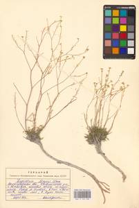 Клоповник лировидный L., Восточная Европа, Нижневолжский район (E9) (Россия)