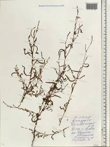 Спорыш, Восточная Европа, Белоруссия (E3a) (Белоруссия)