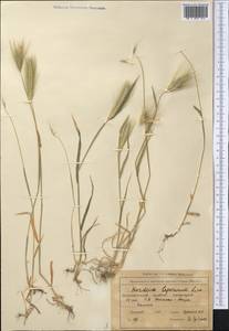 Ячмень заячий (Link) Arcang., Средняя Азия и Казахстан, Западный Тянь-Шань и Каратау (M3) (Киргизия)