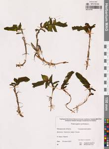 Рдест пронзеннолистный, Рдест стеблеобъемлющий L., Сибирь, Чукотка и Камчатка (S7) (Россия)