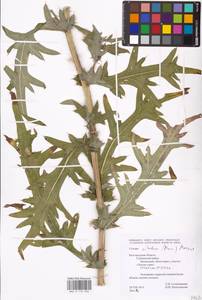 Lophiolepis ciliata subsp. ciliata, Восточная Европа, Центральный лесостепной район (E6) (Россия)