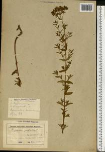 Зверобой продырявленный L., Восточная Европа, Белоруссия (E3a) (Белоруссия)
