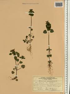 Яснотка пурпурная, Яснотка пурпуровая L., Восточная Европа, Московская область и Москва (E4a) (Россия)