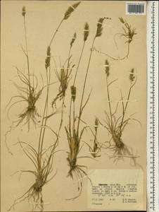 Poaceae, Африка (AFR) (Эфиопия)