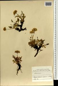 Патриния сибирская (L.) Juss., Монголия (MONG) (Монголия)