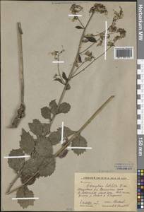 Бубенчик перескиелистный (Fisch. ex Schult.) G.Don, Сибирь, Дальний Восток (S6) (Россия)