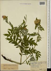 Псефеллюс подбеленный (Willd.) C. Koch, Кавказ, Грузия (K4) (Грузия)