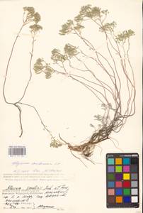 Odontarrhena tortuosa subsp. tortuosa, Восточная Европа, Нижневолжский район (E9) (Россия)