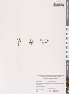 Лютик крошечный Wahlenb., Сибирь, Чукотка и Камчатка (S7) (Россия)