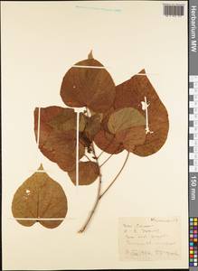 Magnoliopsida, Австралия и Океания (AUSTR) (Самоа)