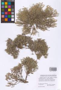 Анабазис солончаковый (C. A. Mey.) Benth. ex Volkens, Восточная Европа, Восточный район (E10) (Россия)