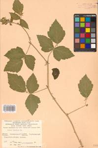 Ежевика сизая L., Восточная Европа, Восточный район (E10) (Россия)