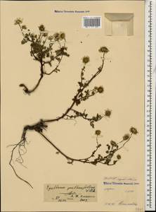 Tanacetum partheniifolium (Willd.) Sch. Bip., Кавказ, Северная Осетия, Ингушетия и Чечня (K1c) (Россия)