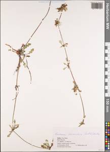 Лаунея отпрысковая (Willd.) Sch. Bip. ex Kuntze, Зарубежная Азия (ASIA) (Индия)