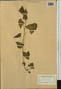 Блитум доброго Генриха (L.) Rchb., Западная Европа (EUR) (Италия)